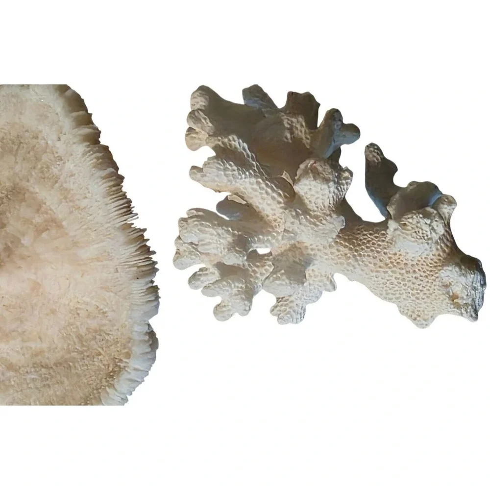 Natural Coral Specimen Trio For Home Décor 2